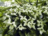 Cornus kousa '' 